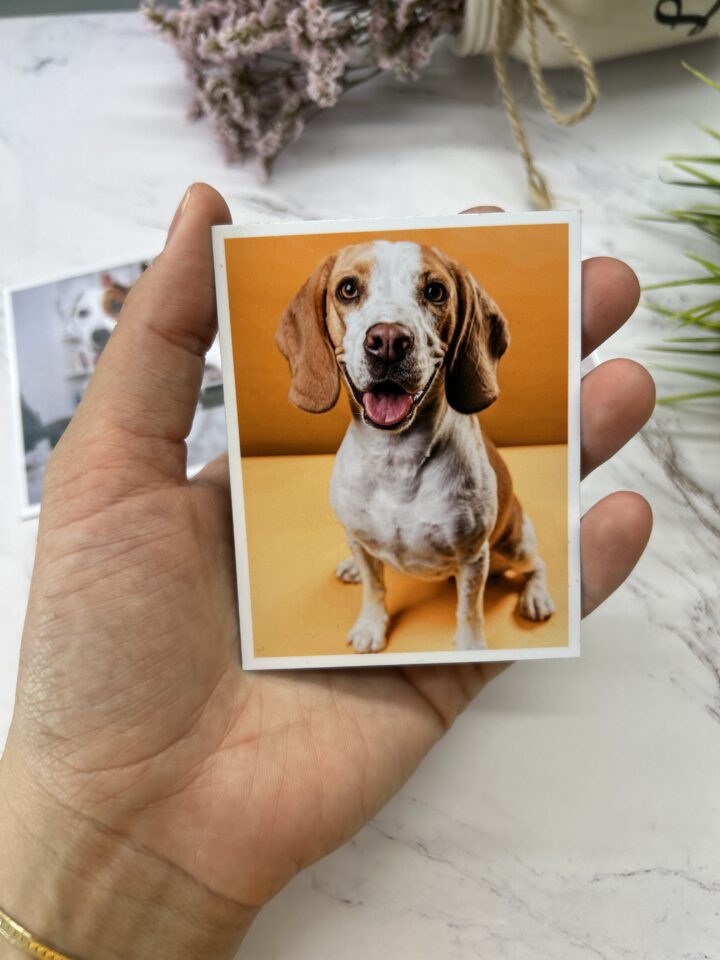 Pet Photo Magnets